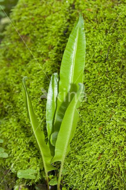 Tongvaren (Asplenium scolopendrium)