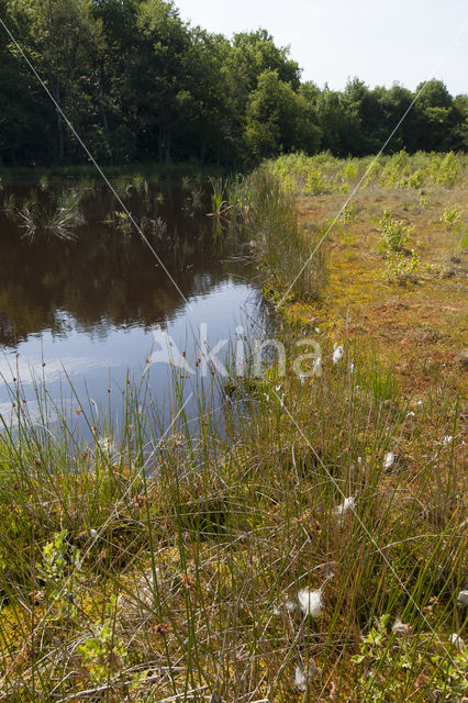 Common Hawker (Aeshna juncea)