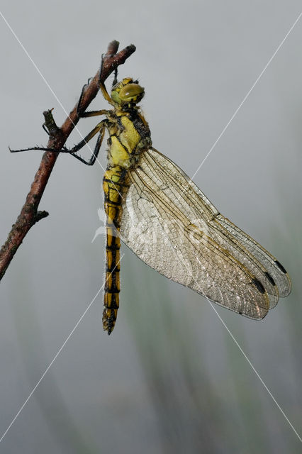 Viervlek (Libellula quadrimaculata)