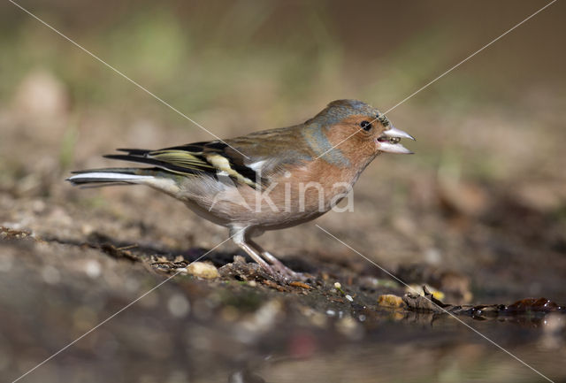 Vink (Fringilla coelebs)