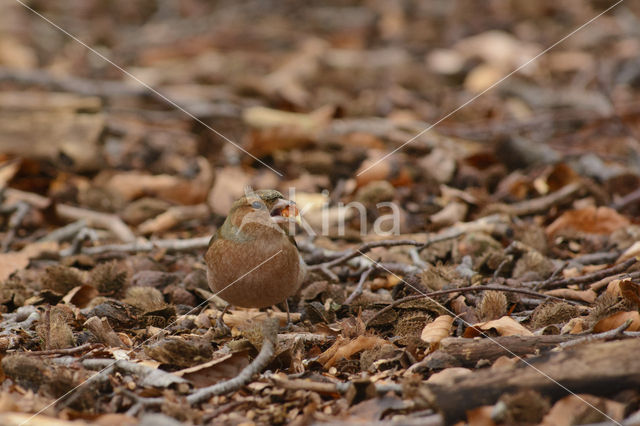 Vink (Fringilla coelebs)