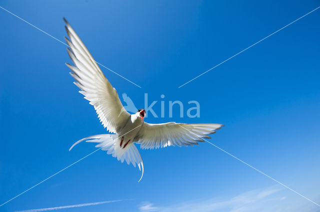 Common Tern (Sterna hirundo hirundo)