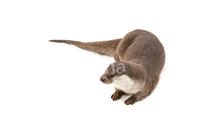 European Otter (Lutra lutra)