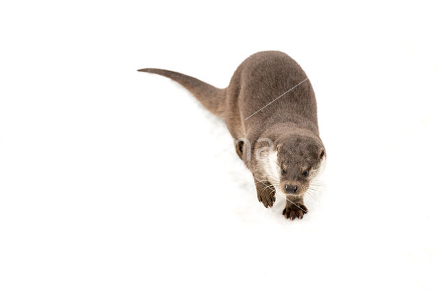 European Otter (Lutra lutra)