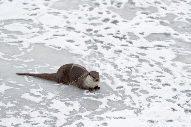 European Otter (Lutra lutra)