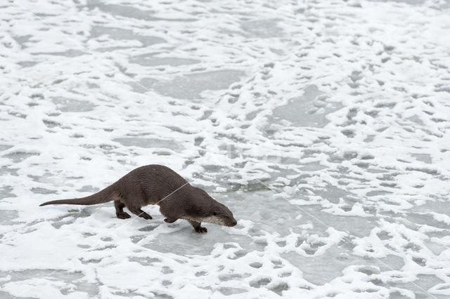 European Otter (Lutra lutra)