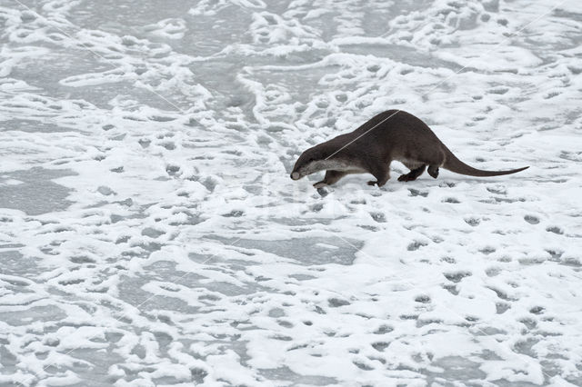 European Otter (Lutra lutra)