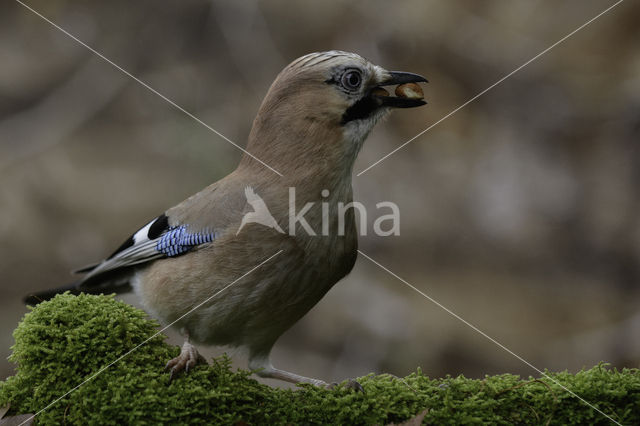 Vlaamse Gaai (Garrulus glandarius)