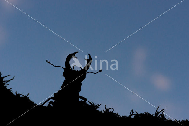 Stag Beetle (Lucanus cervus)
