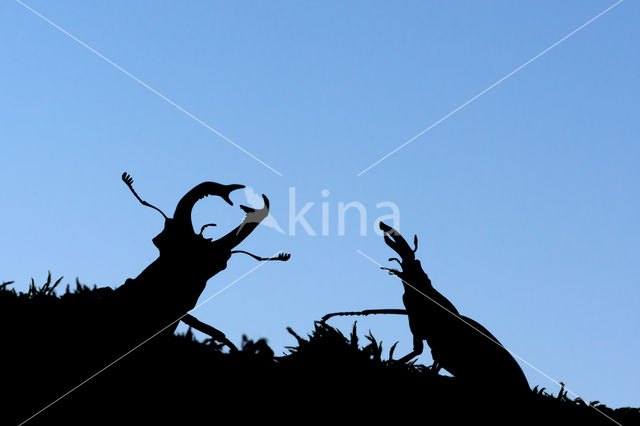 Vliegend hert (Lucanus cervus)