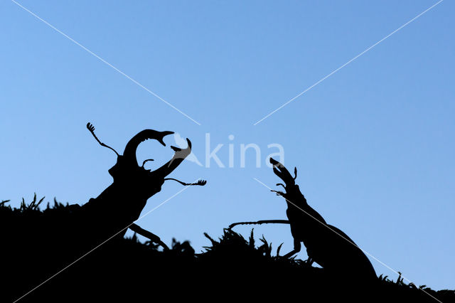 Stag Beetle (Lucanus cervus)