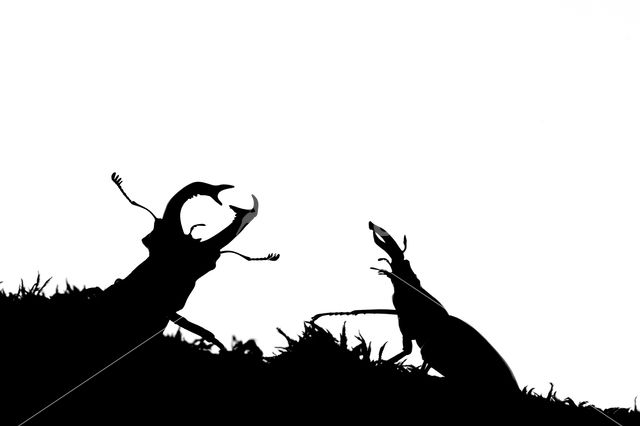 Stag Beetle (Lucanus cervus)