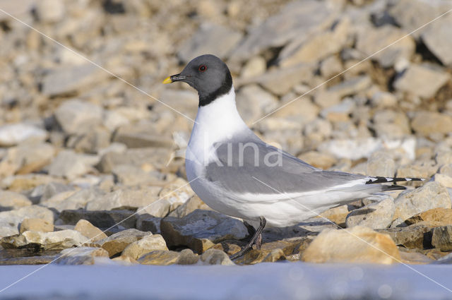 Sabine's Gull (Xema sabini)