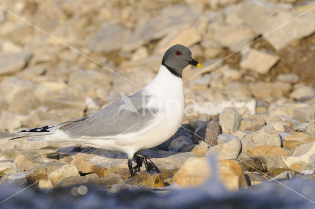 Sabine's Gull (Xema sabini)