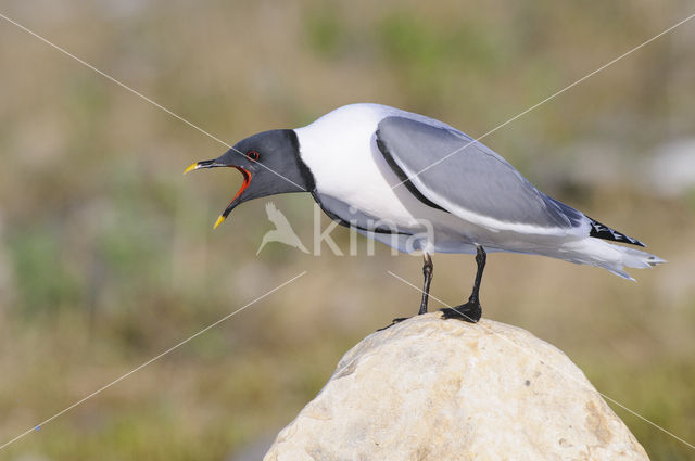 Sabine's Gull (Xema sabini)