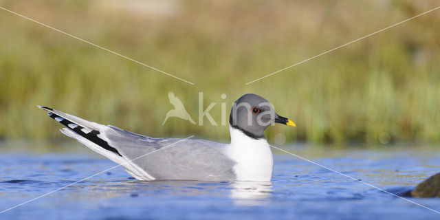 Sabine's Gull (Xema sabini)