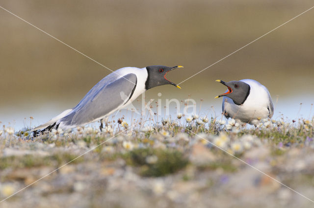 Sabine's Gull (Xema sabini)