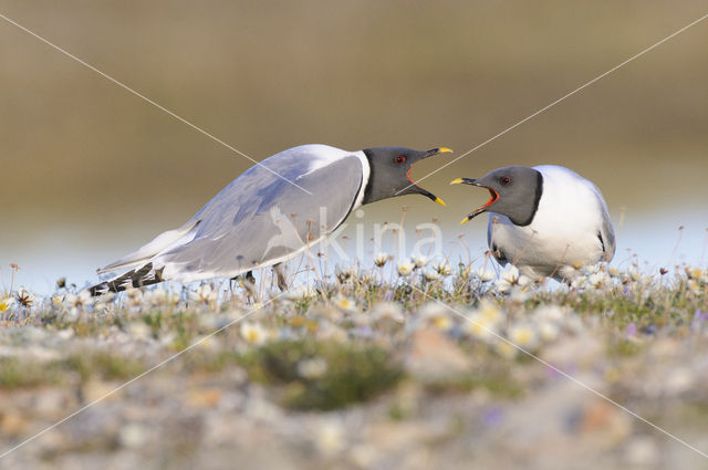 Sabine's Gull (Xema sabini)