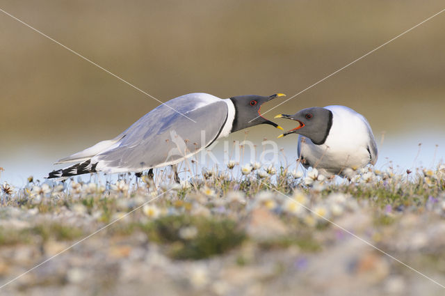 Sabine's Gull (Xema sabini)