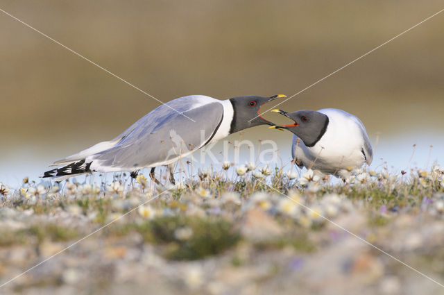 Sabine's Gull (Xema sabini)