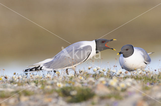 Sabine's Gull (Xema sabini)