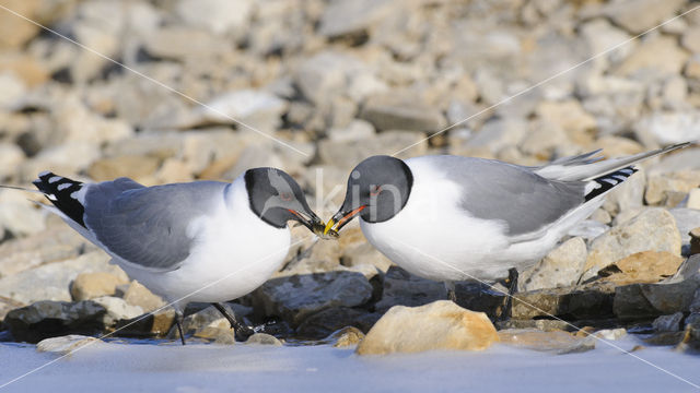 Sabine's Gull (Xema sabini)