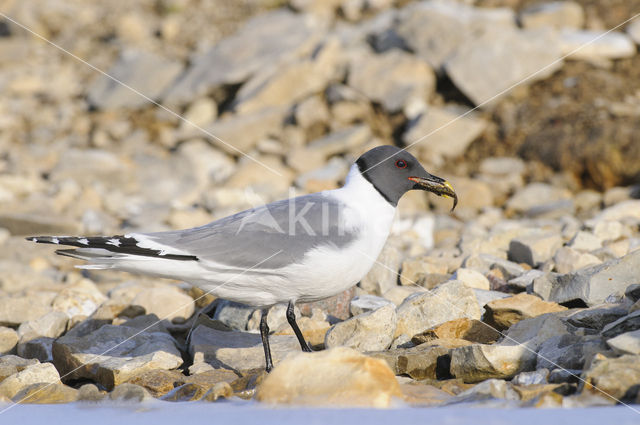 Sabine's Gull (Xema sabini)