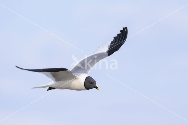 Sabine's Gull (Xema sabini)