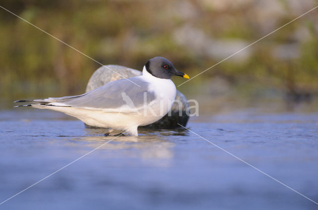 Sabine's Gull (Xema sabini)