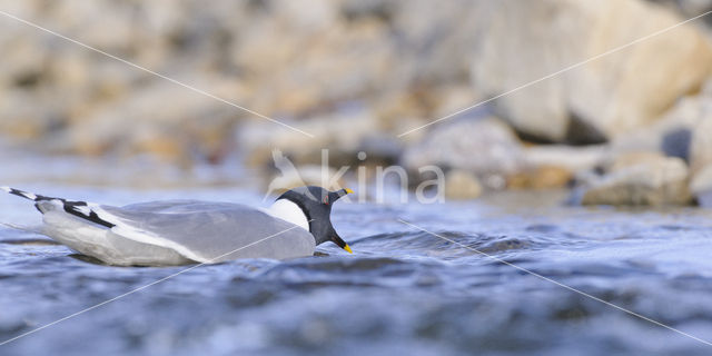 Sabine's Gull (Xema sabini)