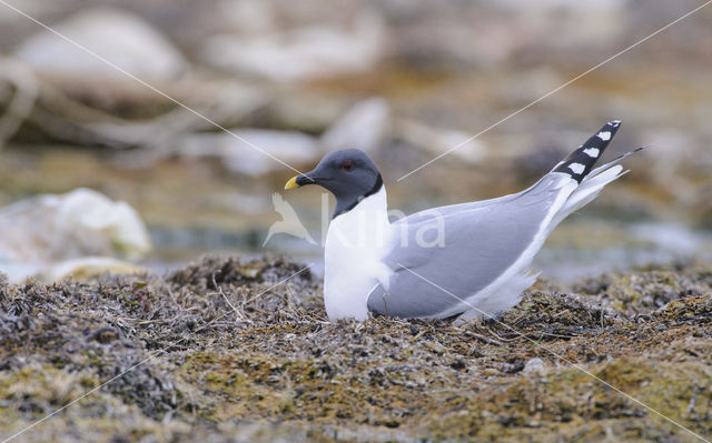 Sabine's Gull (Xema sabini)
