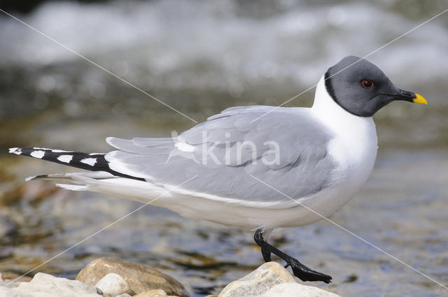 Sabine's Gull (Xema sabini)