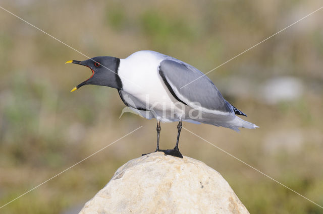 Sabine's Gull (Xema sabini)