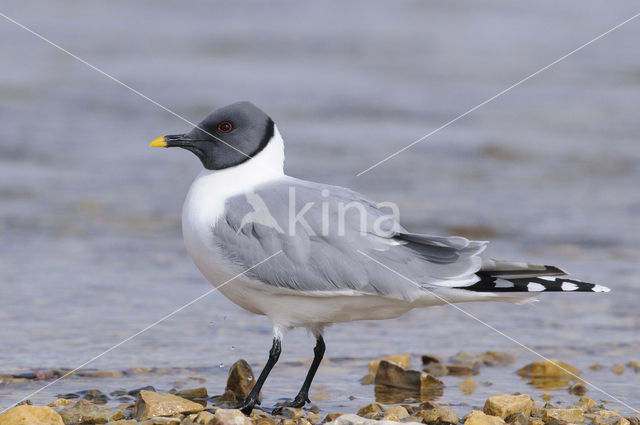 Sabine's Gull (Xema sabini)