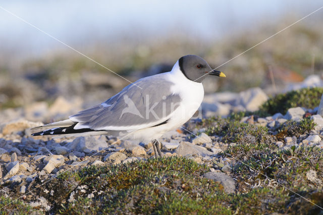 Sabine's Gull (Xema sabini)