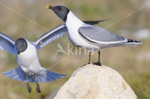 Sabine's Gull (Xema sabini)