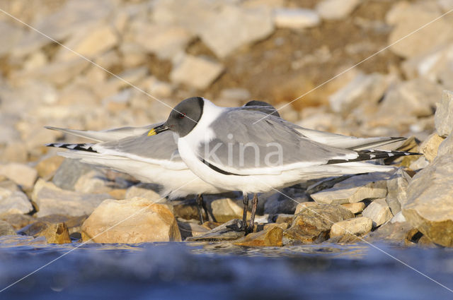 Sabine's Gull (Xema sabini)