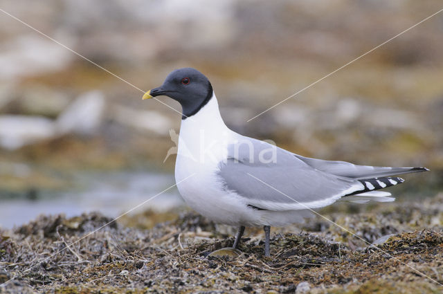 Sabine's Gull (Xema sabini)