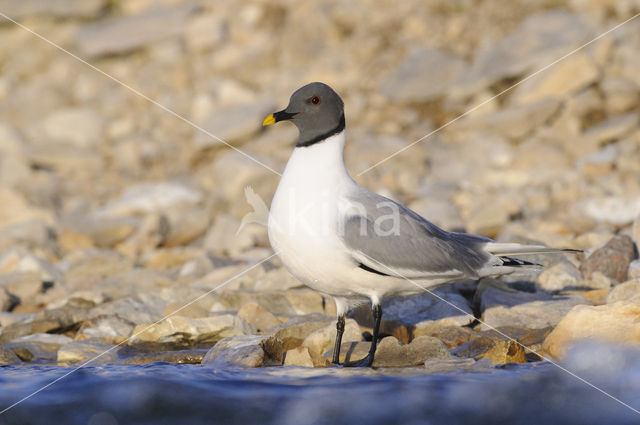 Sabine's Gull (Xema sabini)