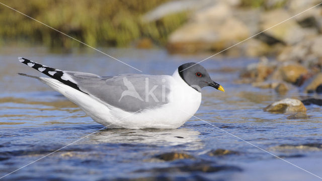 Sabine's Gull (Xema sabini)