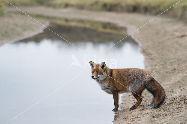 Fox (Vulpes vulpes)