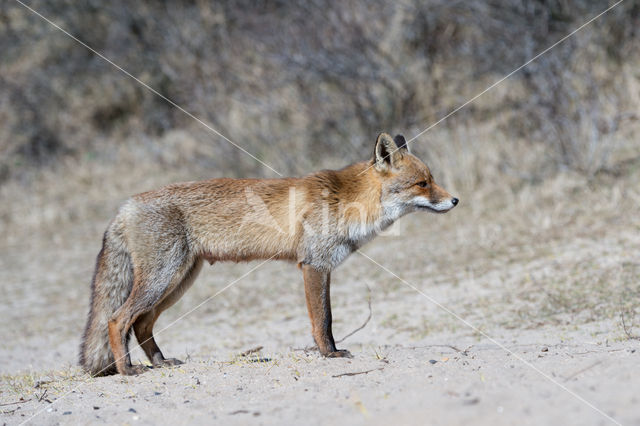 Fox (Vulpes vulpes)