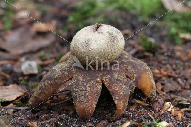 Weerhuisje (Astraeus hygrometricus)