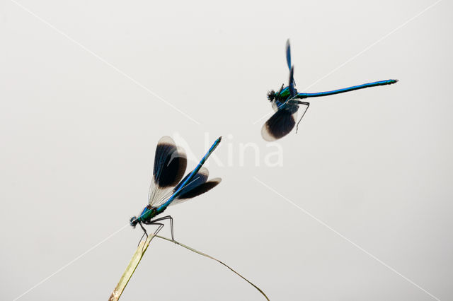 Weidebeekjuffer (Calopteryx splendens)