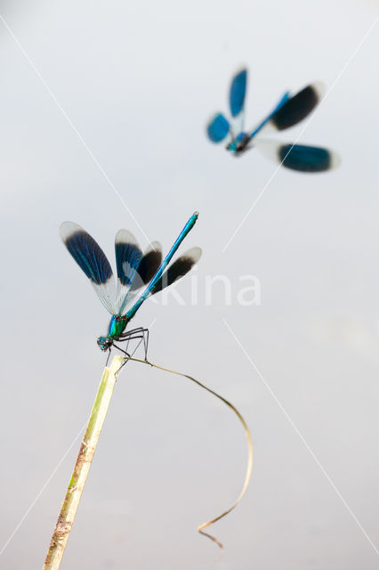 Banded Demoiselle (Calopteryx splendens)