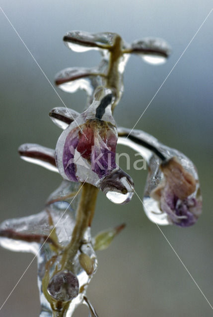 Wilgenroosje (Epilobium hirsutum)