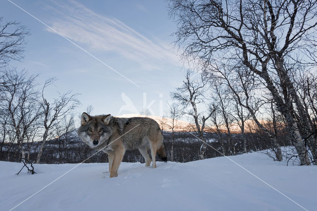 Grey Wolf (Canis lupus)