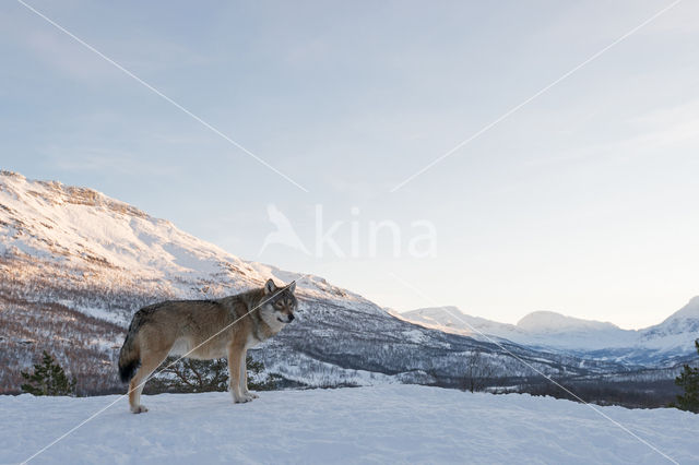 Wolf (Canis lupus)