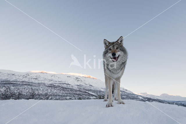 Grey Wolf (Canis lupus)