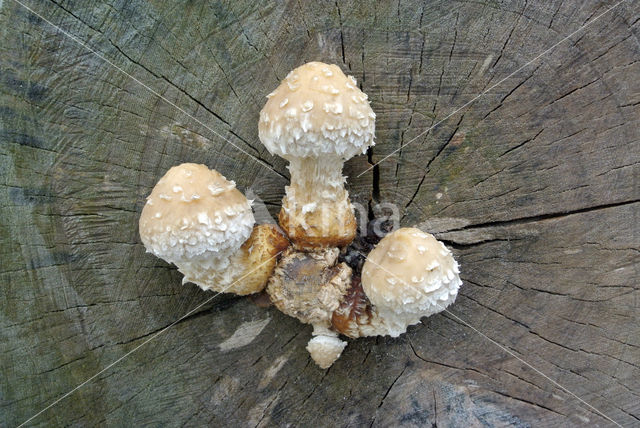 Wollige bundelzwam (Pholiota populnea)